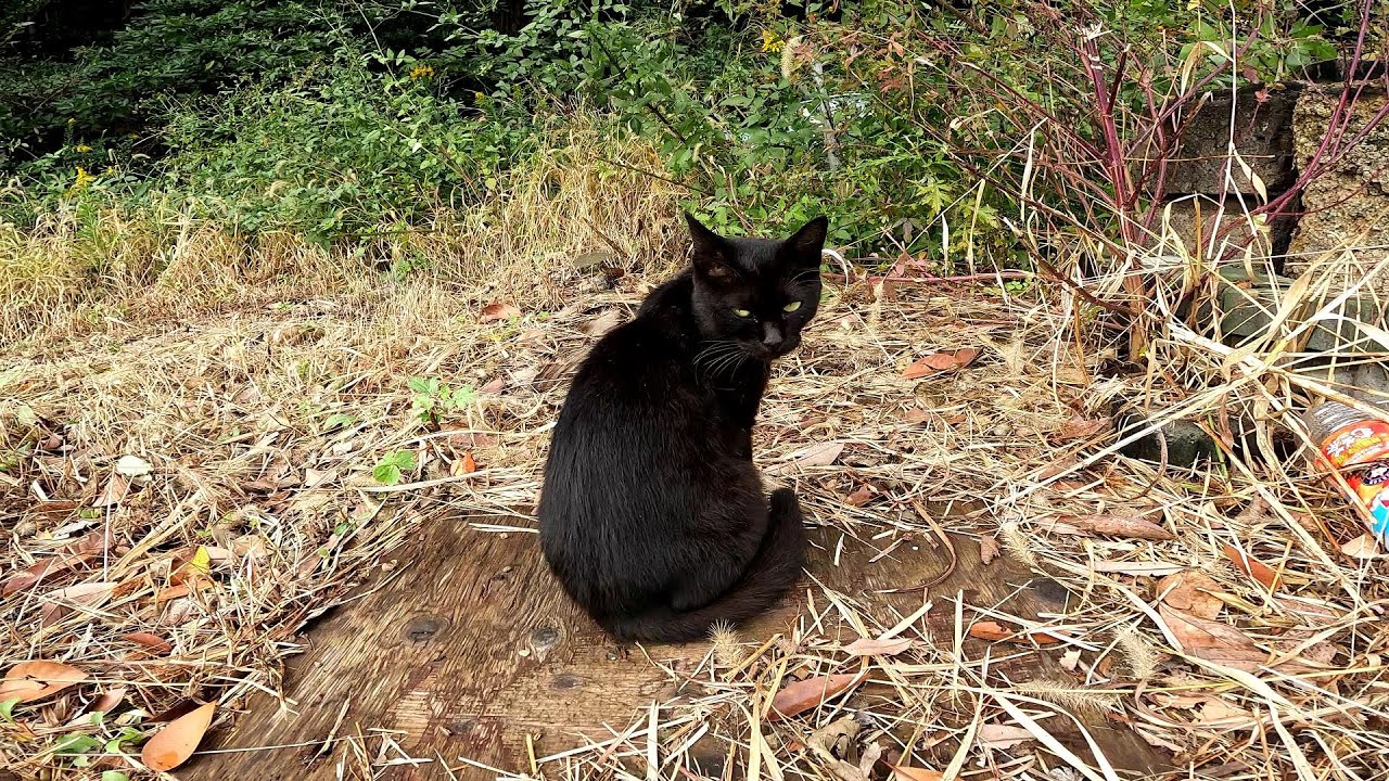 【田代島】【猫島】黒猫の親子が住む自宅を見つけました