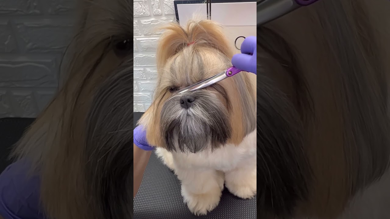 SHIHTZU CLEANING EYES #doggroomingtips #puppy #shihtzu