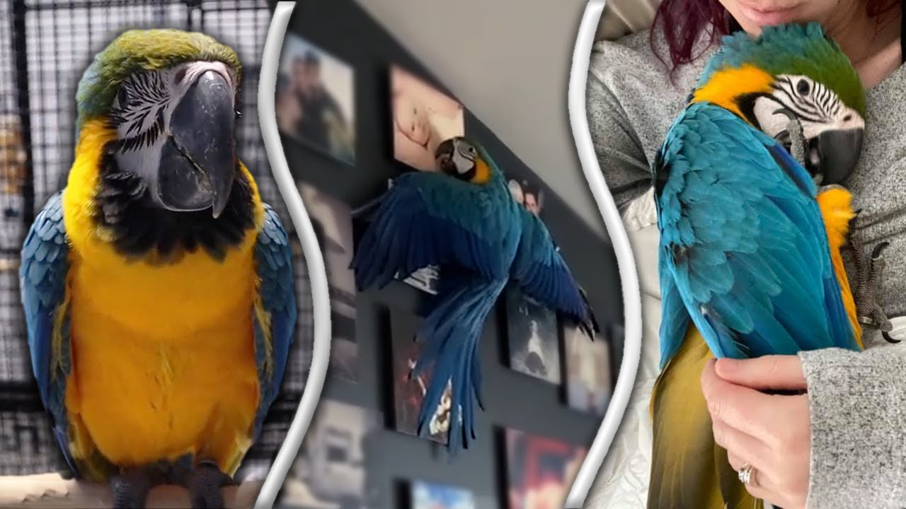 DAY IN THE LIFE! OF A BABY MACAW | Meet Baby Beau