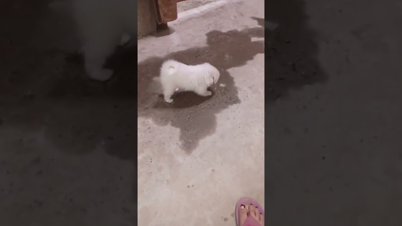 Baby cookie bond with mummy🐾🧿 #dog #minivlog #baby #cute #puppy #pets #mother #sorts #moments #love