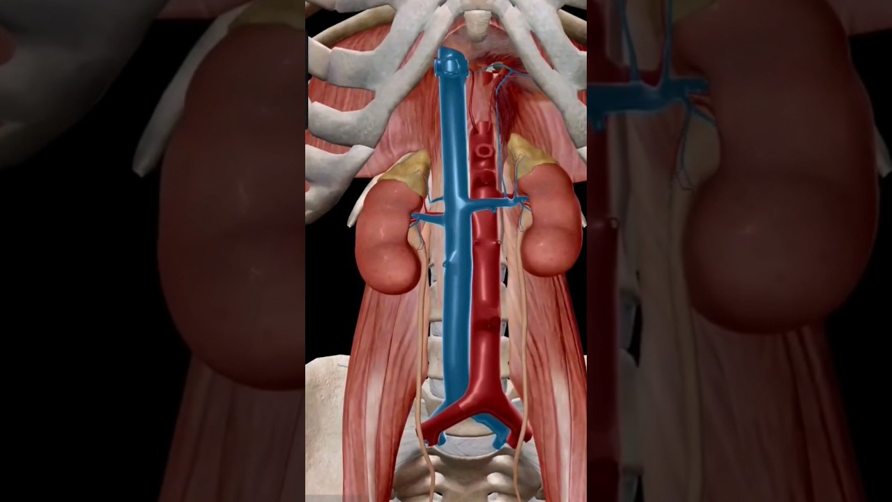 Human kidney anatomy | Urinary system | Urology 