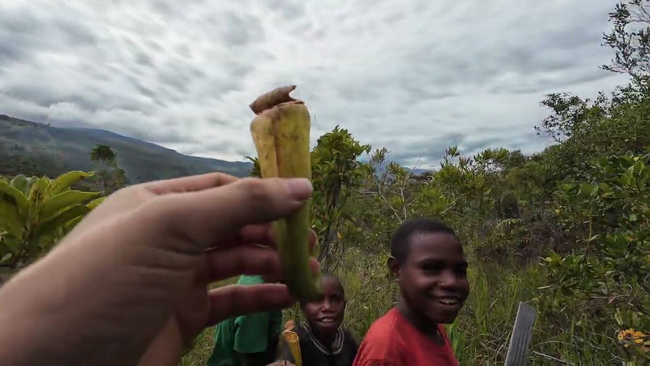 Search for Nepenthes in the Baliem Valley