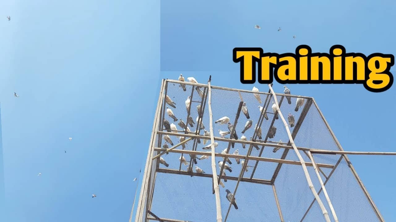 Sary Bachay Uray First Day 4:30 Hours Fly Kiya / Hashim Mahmood Pigeons