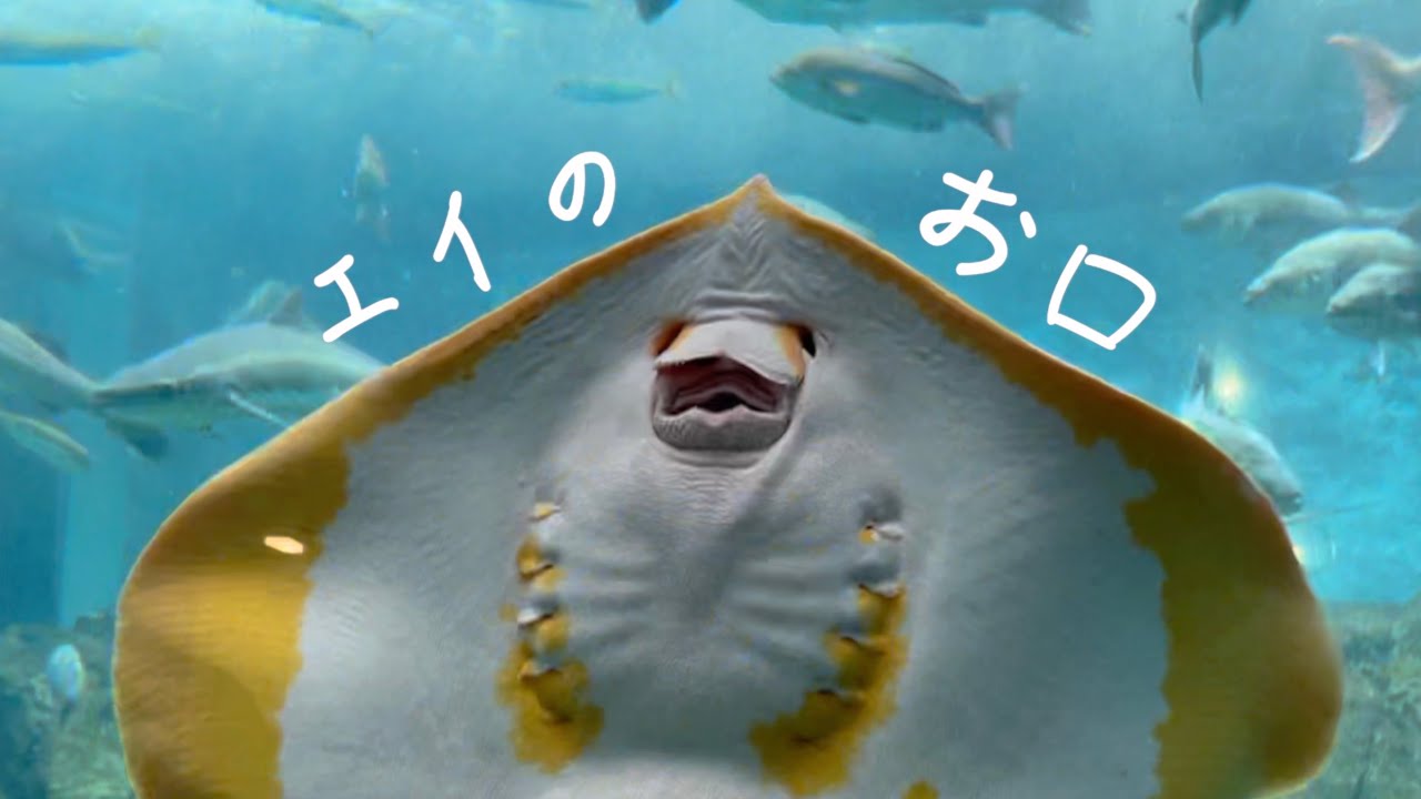 エイのお口