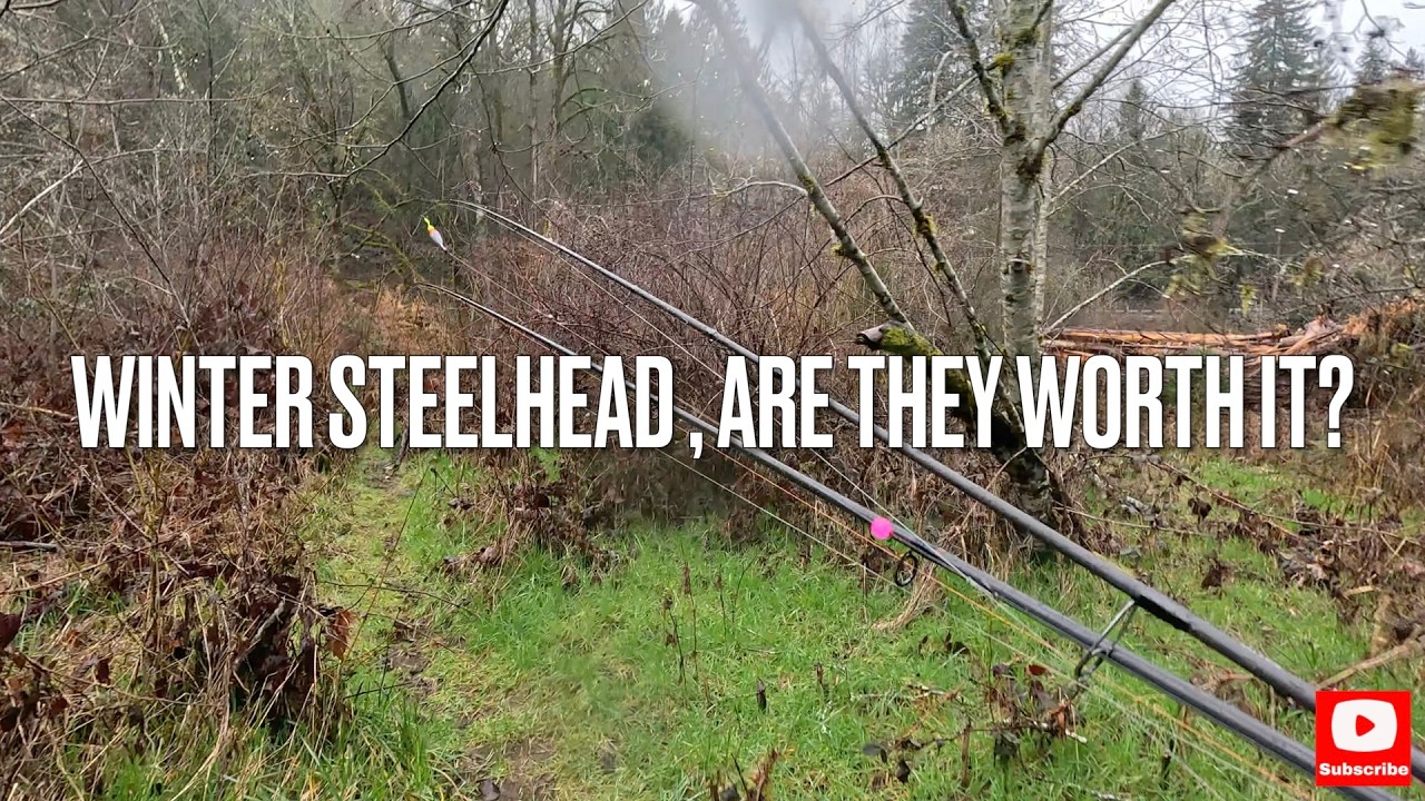 Winter STEALHEAD, Are they Worth It?