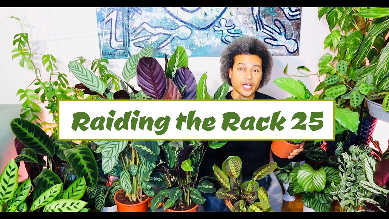 Raiding the Rack 25 & Marantaceae Prayer Plant Care Tips + More... Plant Haul