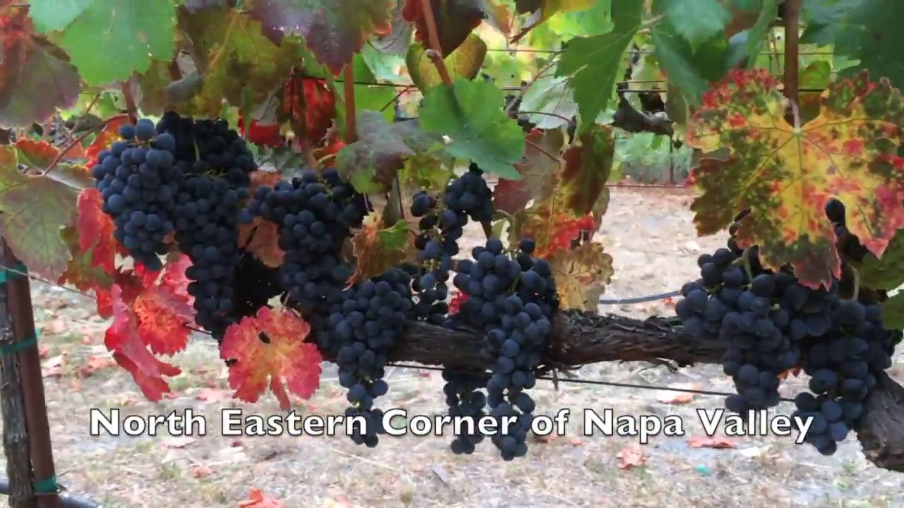 A Look at the Napa Merlot Vineyard