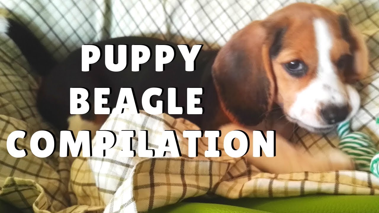 PUPPY BEAGLE Compilation 🐶❤️ - Pipas The Beagle