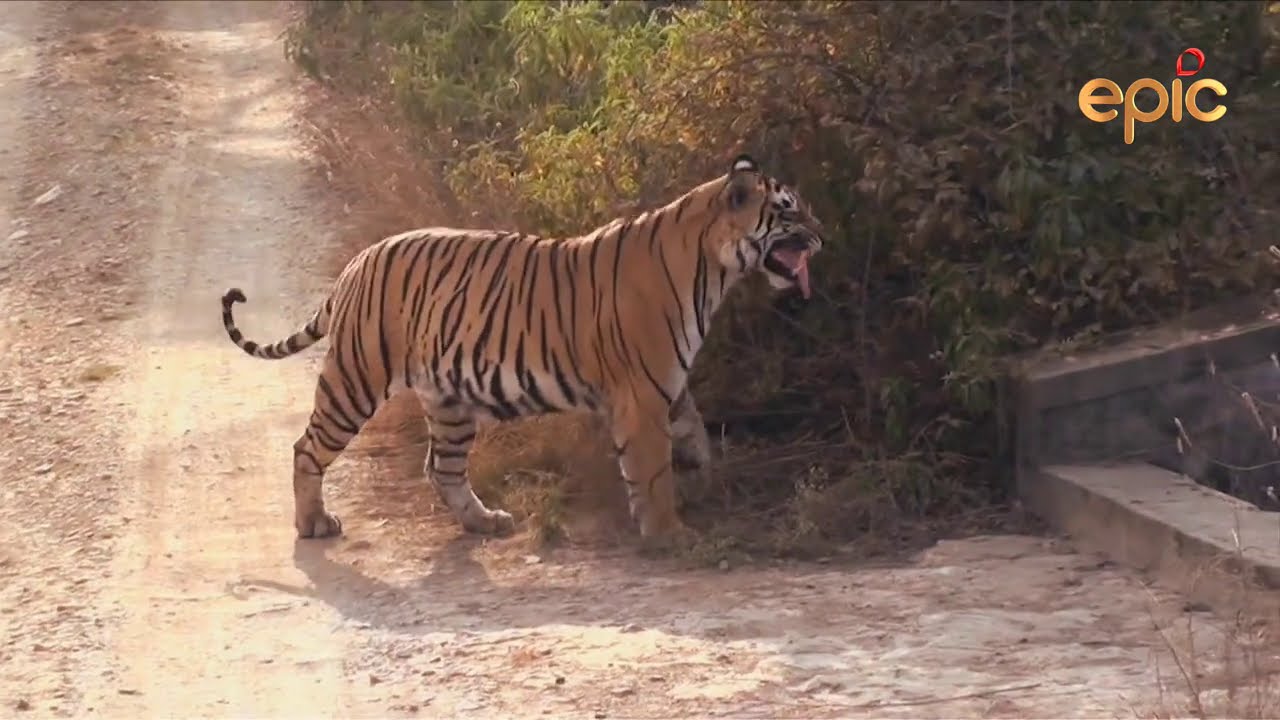 TALE OF SUCCESS - WILDERNESS DAYS (2020-HINDI)