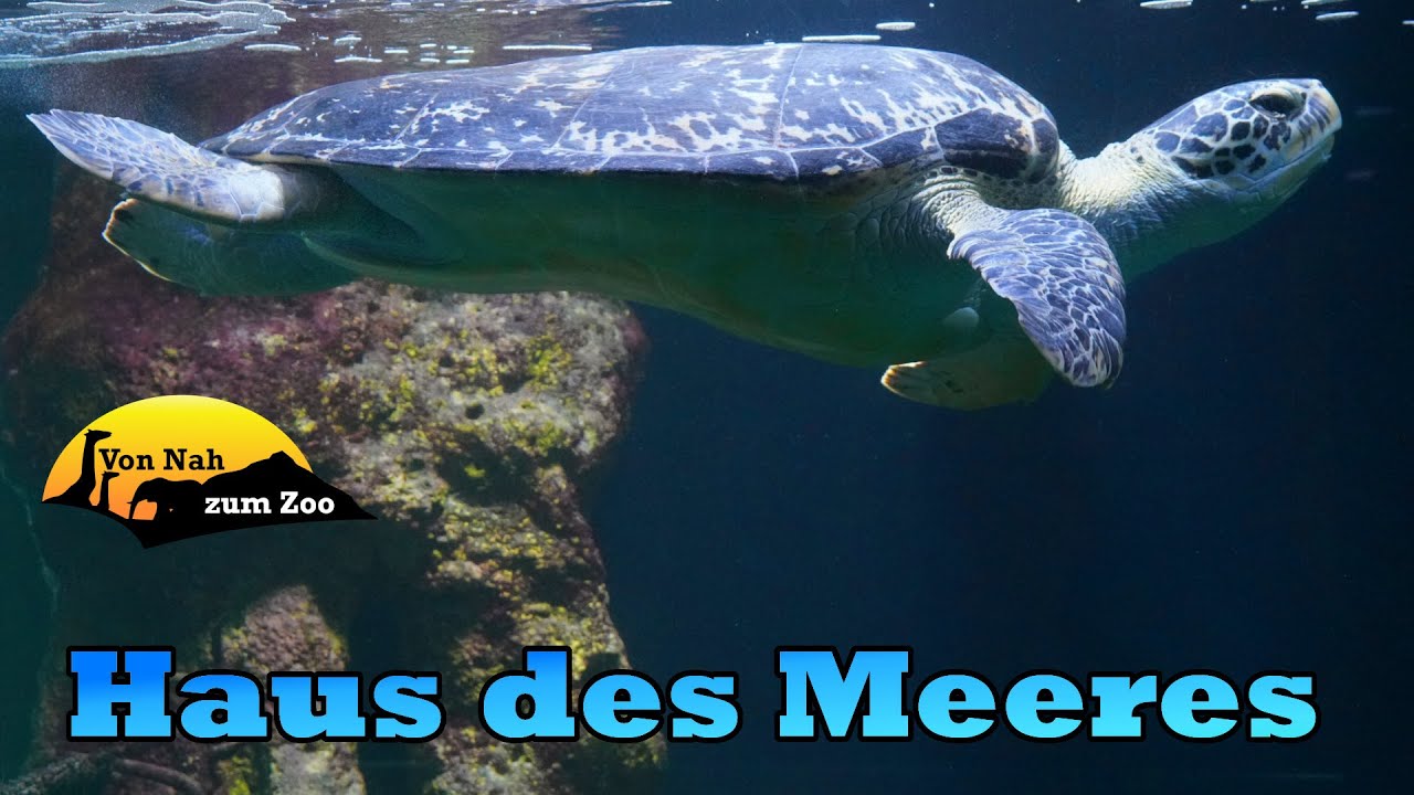 Haus des Meeres Wien - Eine runde Sache im eckigen Bunker? - Von Nah zum Zoo 4k
