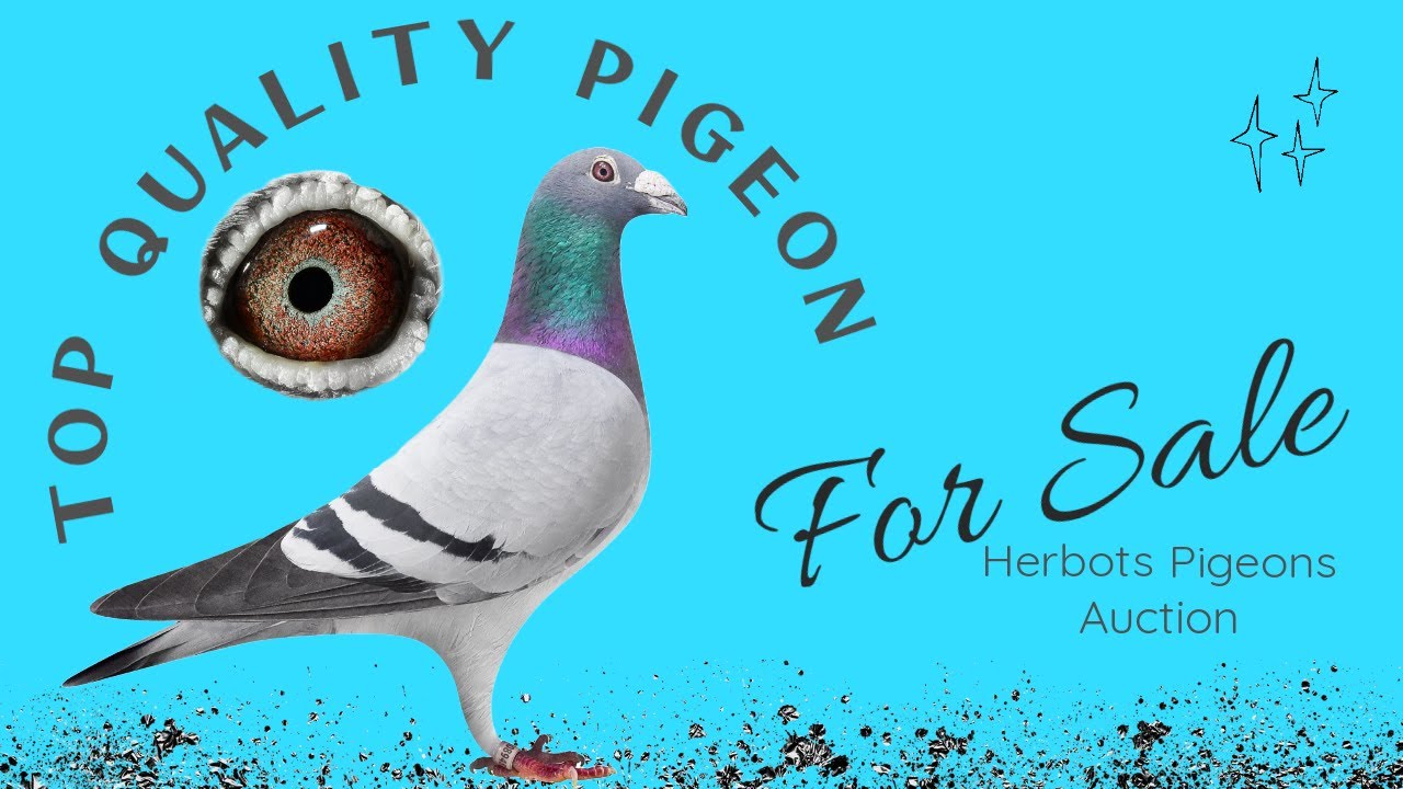 Top Quality Racing Pigeon For Sale In Herbots Pigeons Auction