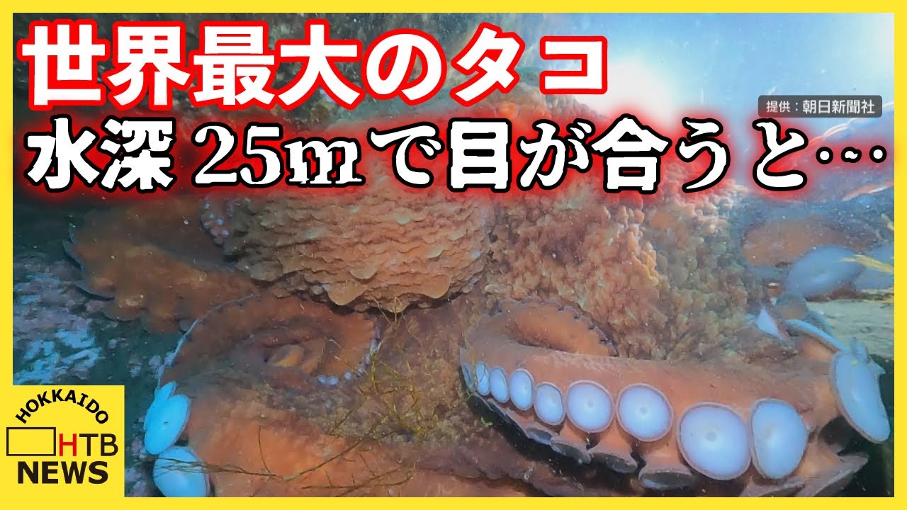 世界一の大きさ&ldquo;ミズダコ &rdquo;　水深25mで出会うと&hellip;「岩？目があって」約3mその力に恐怖　知床・羅臼沖