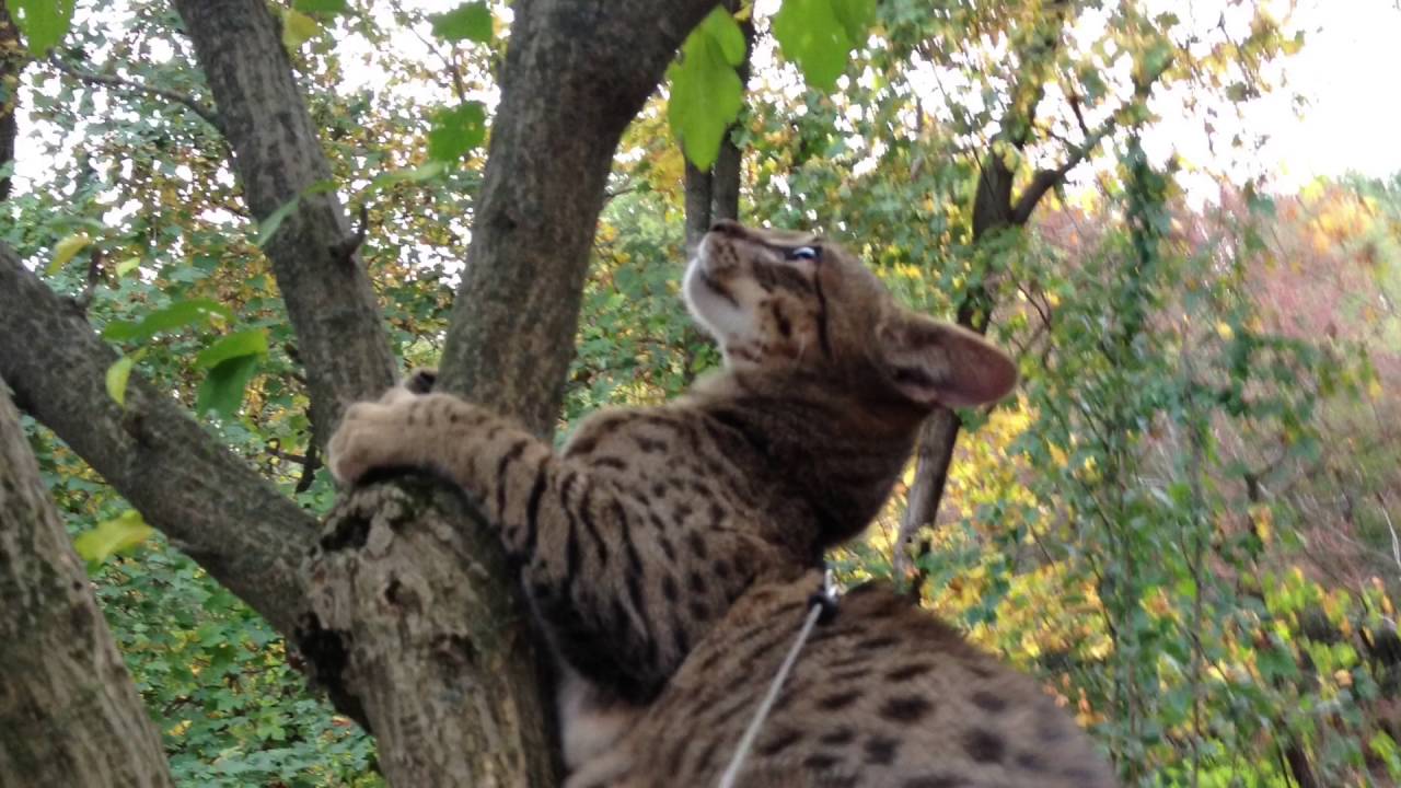 F3 Savannah Cat - Timeline