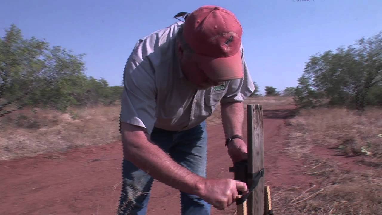 Quail Posts - Quail and Game Cams - Texas Wildlife Association
