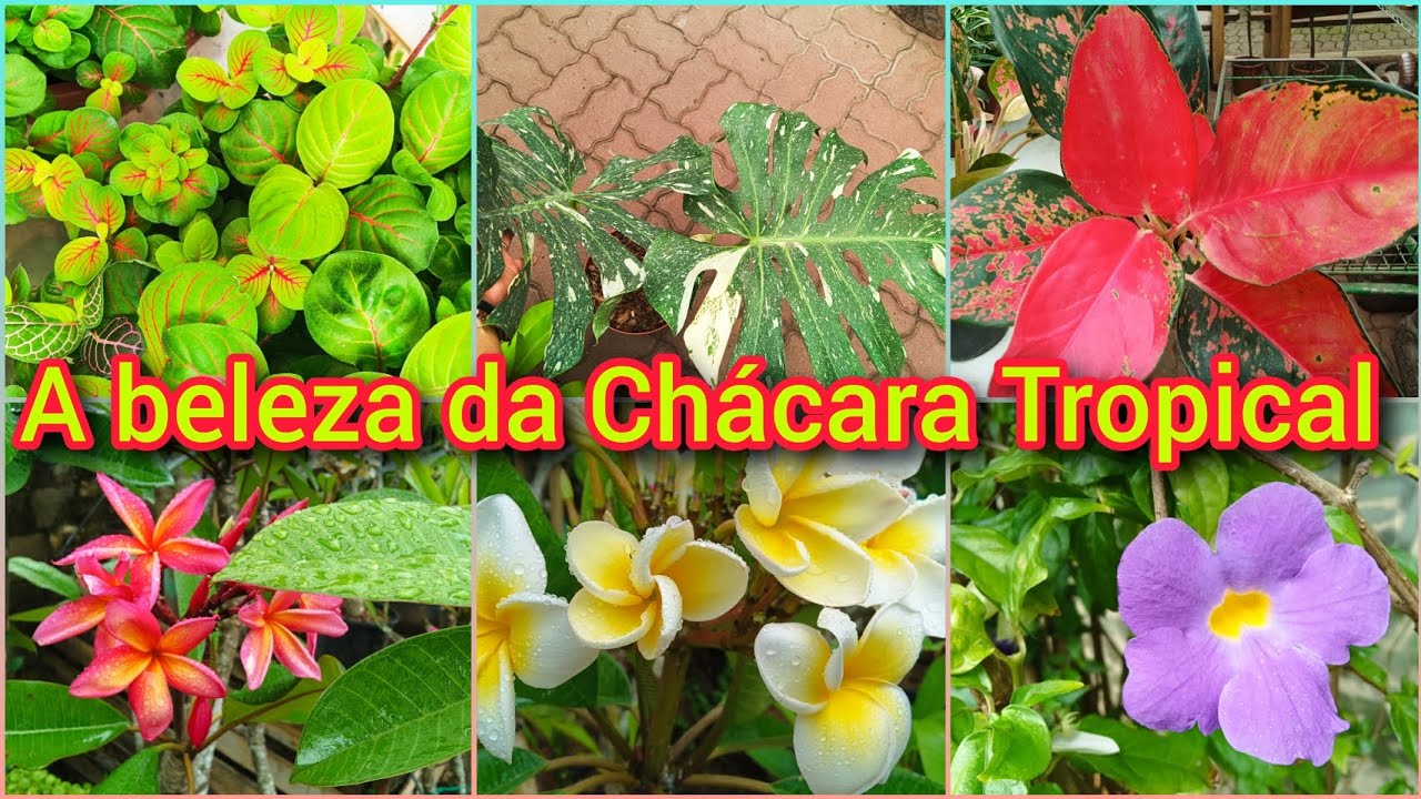 ENCONTREI VÁRIAS PROMOÇÕES EM CHÁCARA TROPICAL 😃 #pulouno#carrinho