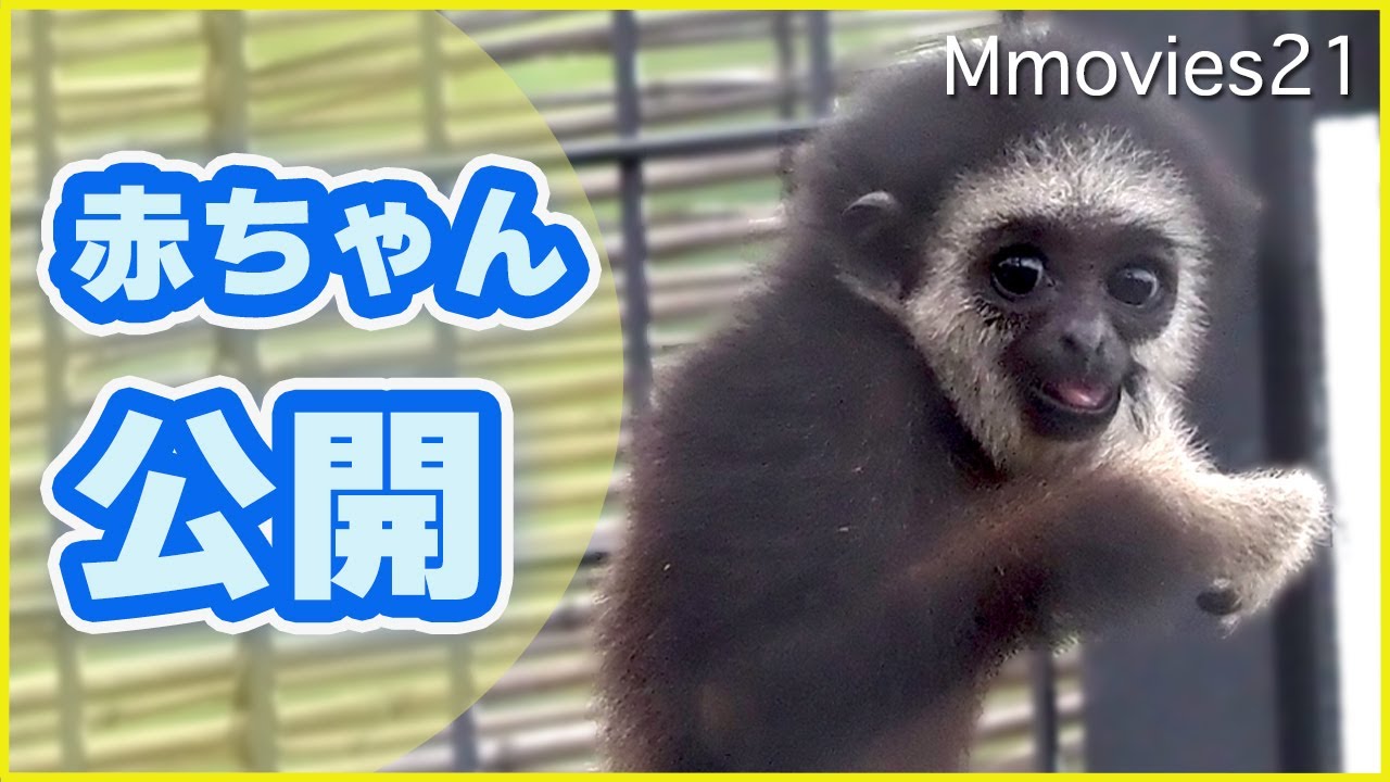 元気に綱渡り♪シロテテナガザルの赤ちゃん公開~Lar Gibbon Baby