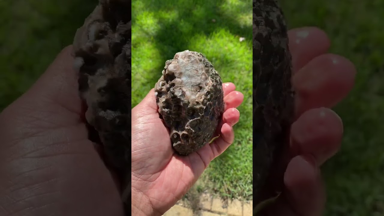 Geode covered with shell fossils. #crystals #rockhounding #thecrystalcollector #rock #geodes #nature