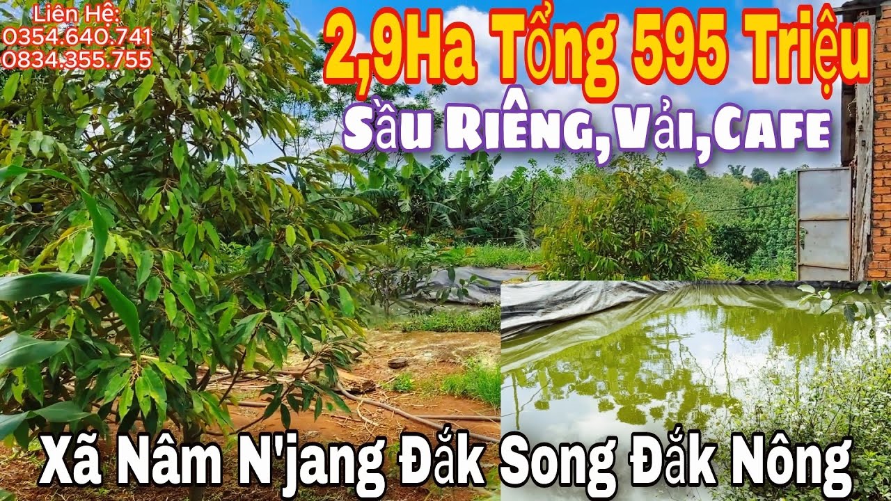 2,9Hecta Tổng chỉ 595Triệu VƯỜN SẦU RIÊNG, VẢI, CAFE tại xã Nâm Njang Đắk Song Đắk Nông