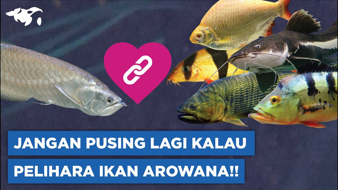 IKAN AROWANA COCOK DIGABUNG SAMA SIAPA? INI 7 TANKMATE BUAT IKAN AROWANA