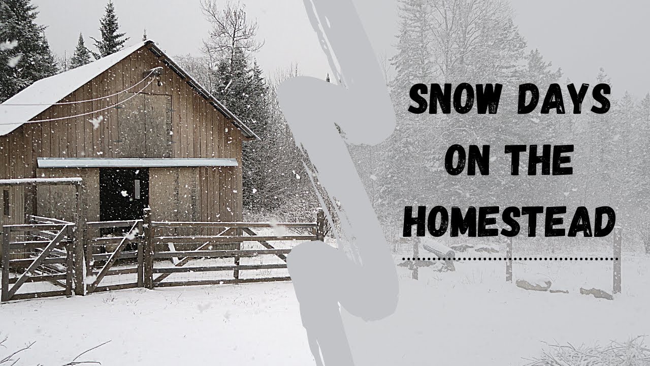 How We Handle Snow Days on The Homestead