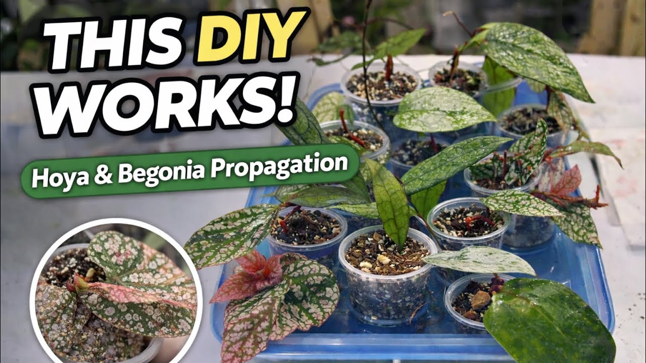 This DIY Self-Watering Setup Makes Plant Propagation So Easy