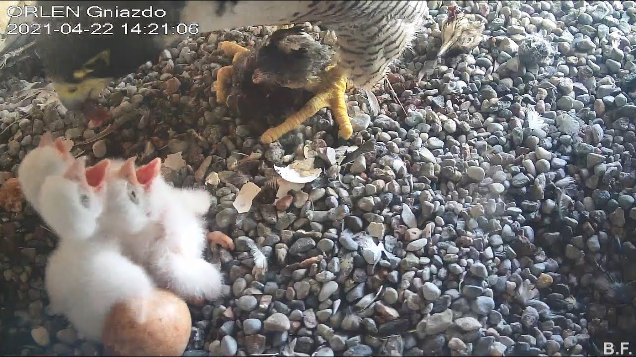 Werwa karmi trzy maluszki 14:18 Orlen Płock 22 04 2021 sok&oacute;ł wędrowny