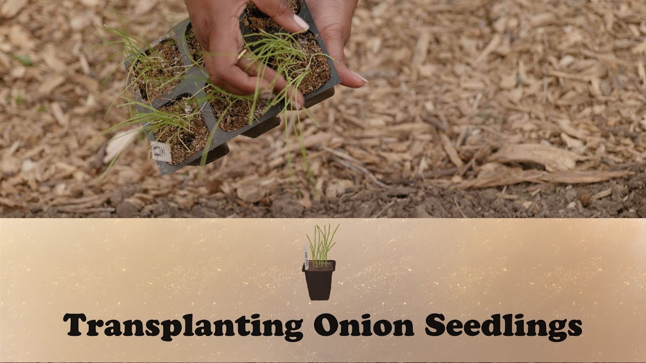 Transplanting Onion Seedlings | Let's Grow Stuff