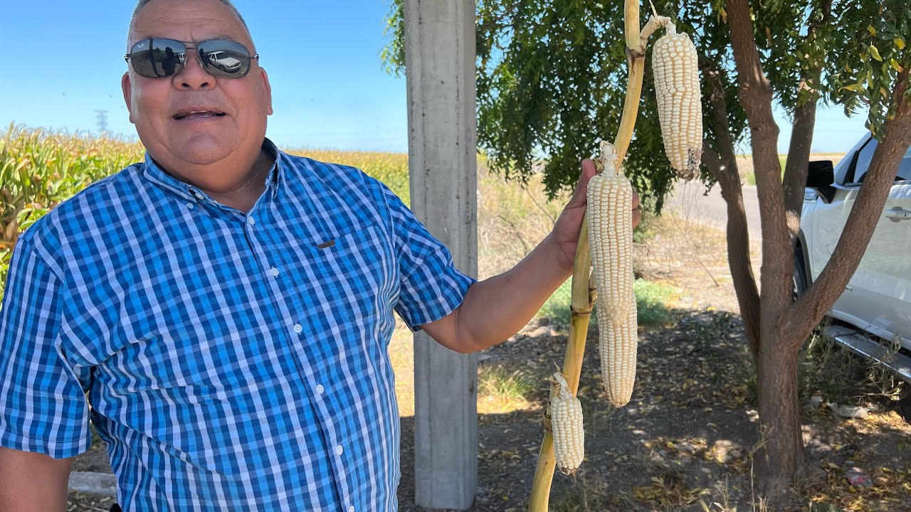 Hasta 5 mazorcas por planta de maíz esta variedad si vale la pena sembrar en nuestras parcelas