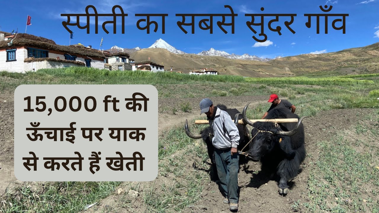 Langza Village in Spiti Valley, Himachal | Farming with Yak in a Himalayan Village | The Young Monk|
