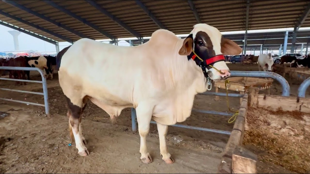 Beautiful Cholistani Ablak Bachre Qurbani 2026 | Lahore Cow Mandi Shapur Kanjra | Lahori Shauk 