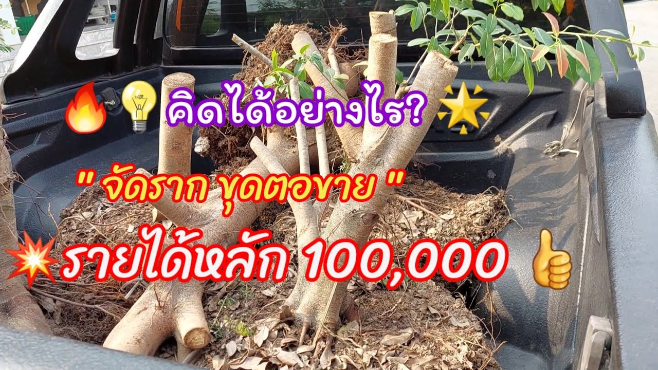 💡🌟คิดได้อย่างไร?สร้างเงิน 100,000 จากการจัดรากสวยขายตอไม้ในการสร้างงานบอนไซ #สวนบอนไซบ้านมด #บอนไซ