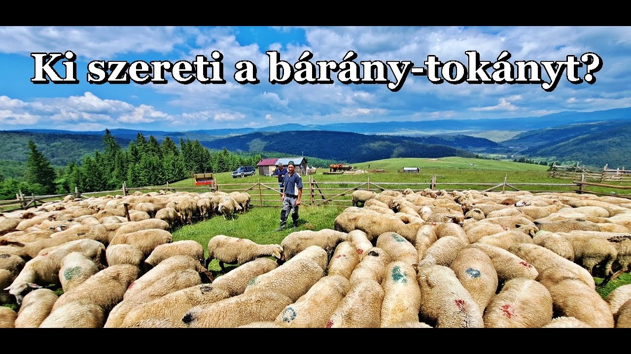 Bárány-tokánnyal vártak minket a juhászok 1 Székelyföldi esztenán Hargita déli részén a Kászonokban