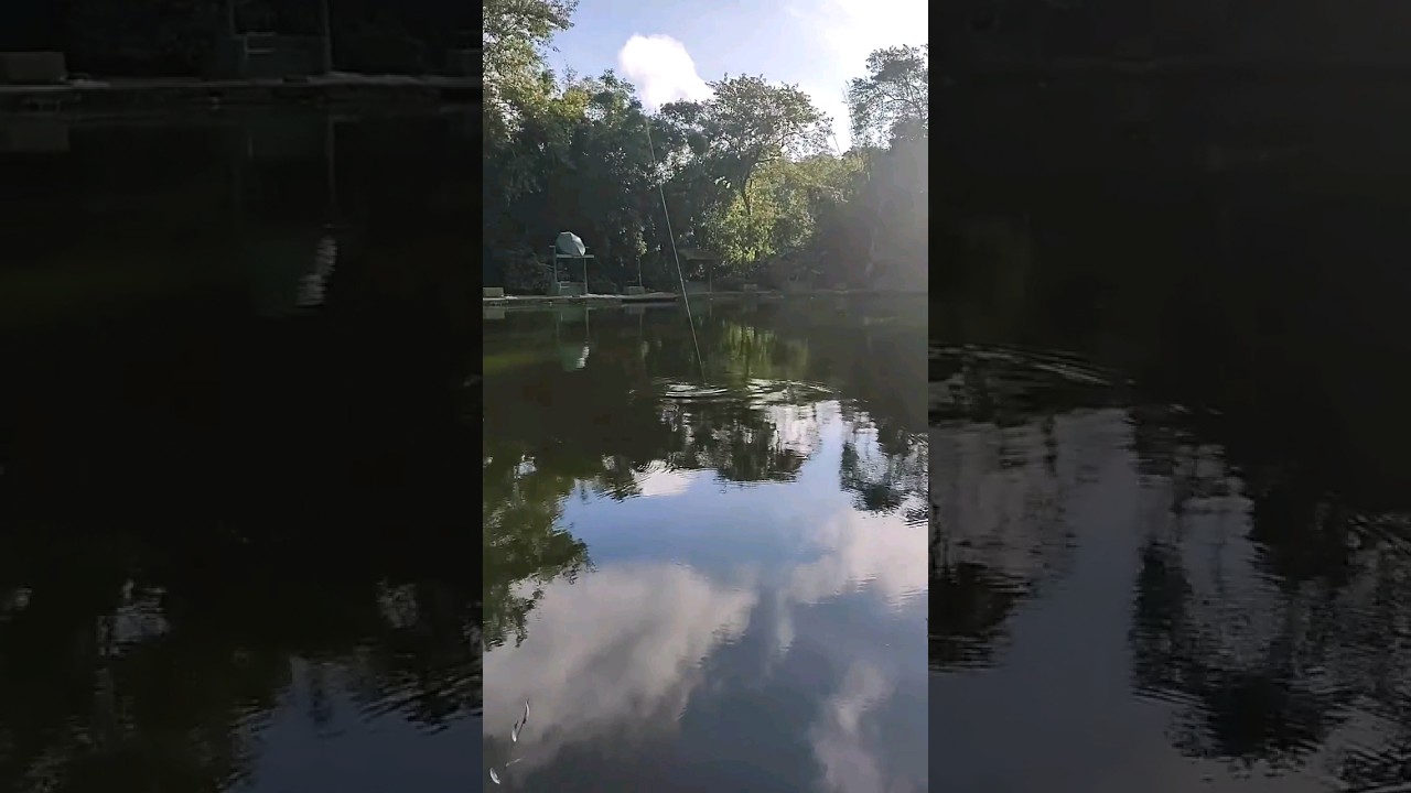 Ul + p&atilde;o boiando = #peixe  #fishing #ultralightfishing #tilapia #natureza #paz #pesqueiro #fish