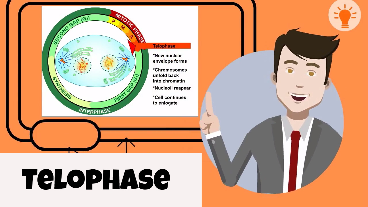 What happens in telophase?