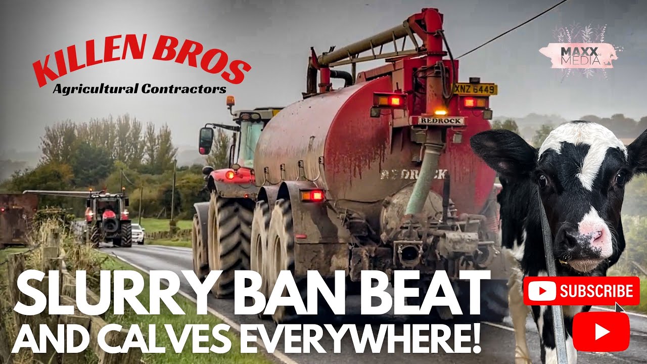 Killen Bros | Slurry Ban Beat & Calves Everywhere!