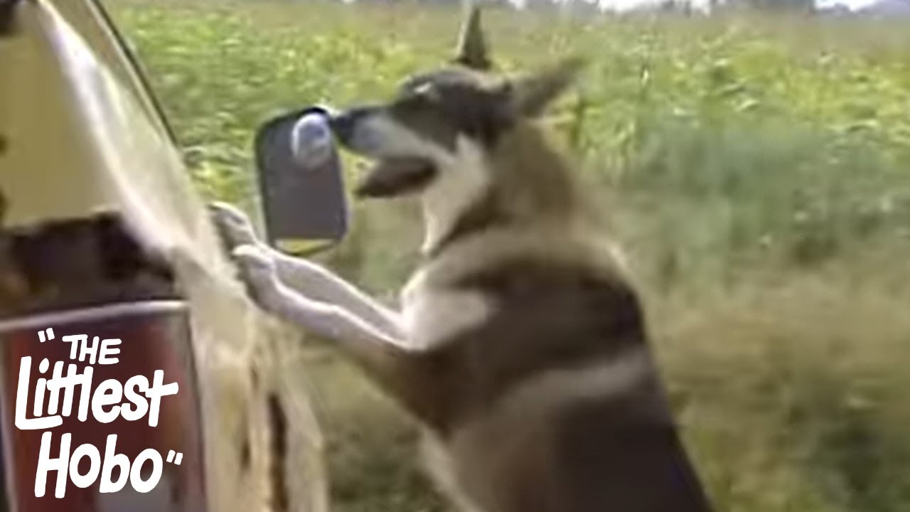 Mail Order Bride | The Littlest Hobo | Season 3 | Episode 13