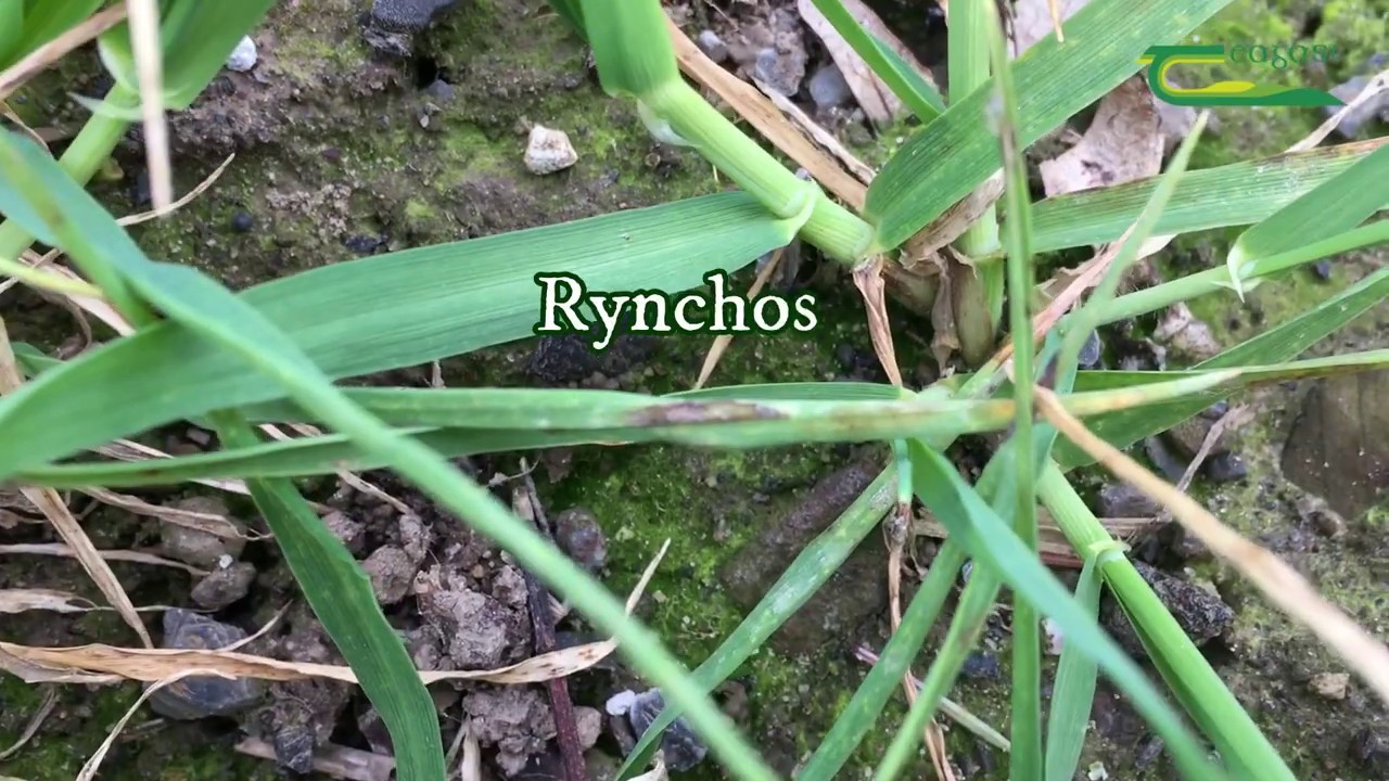 Winter barley disease control 2020 with Steven Kildea