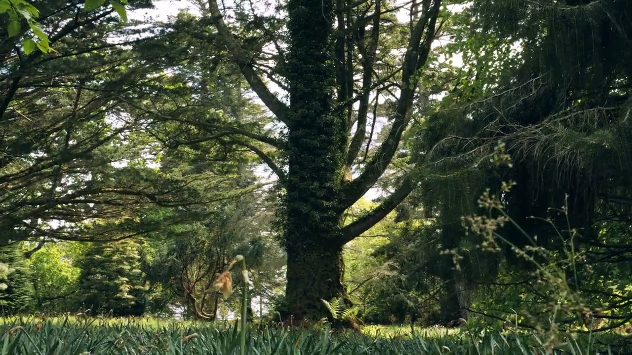 Breathtaking 4K Nature Cinematics &ndash; 100% Royalty-Free, No Copyright Footage