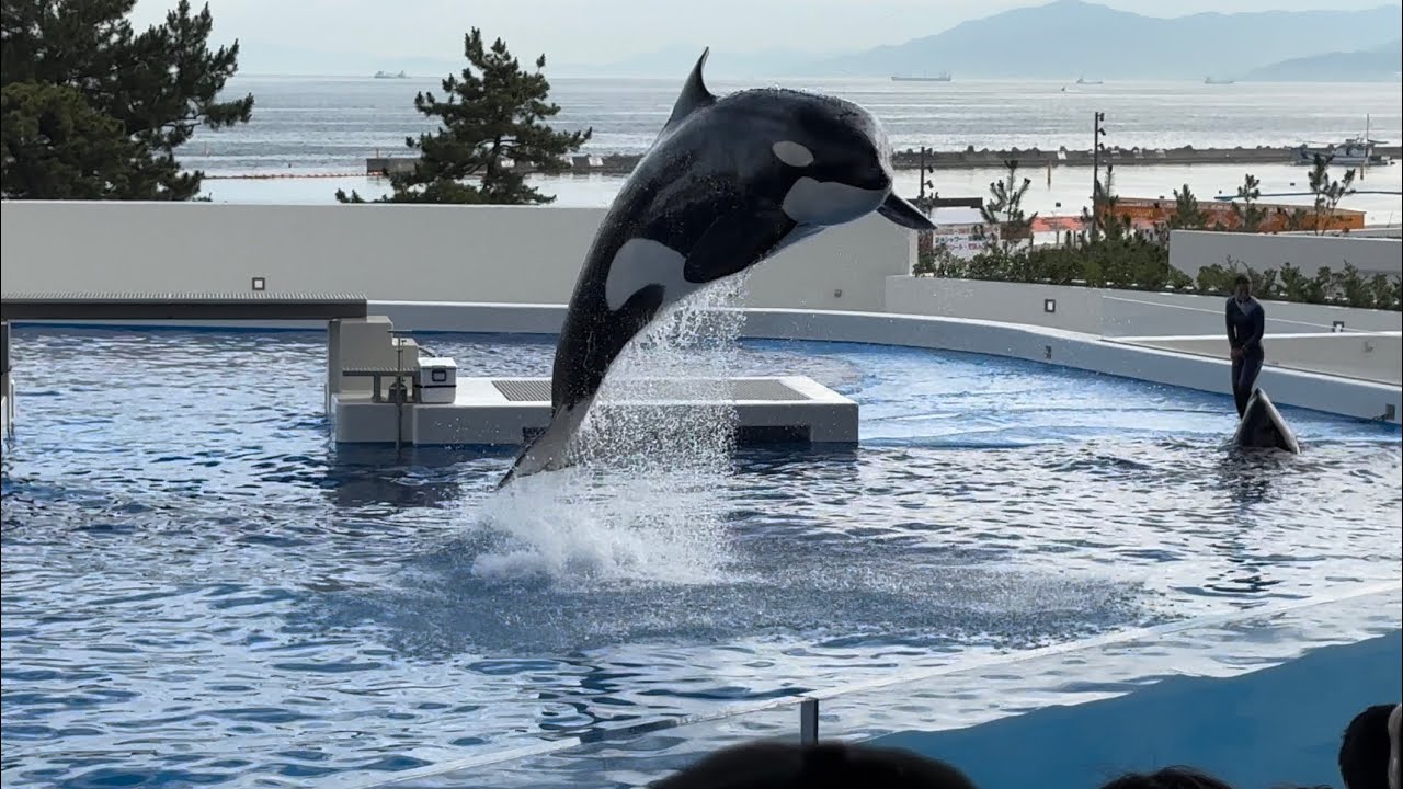 【神戸須磨シーワールド】オルカパフォーマンス　オルカスタディアム　ノーカット　2024/7/17 17:00（4K HDR 60fps）KOBE SUMA SEA WORLD ORCA STADIUM