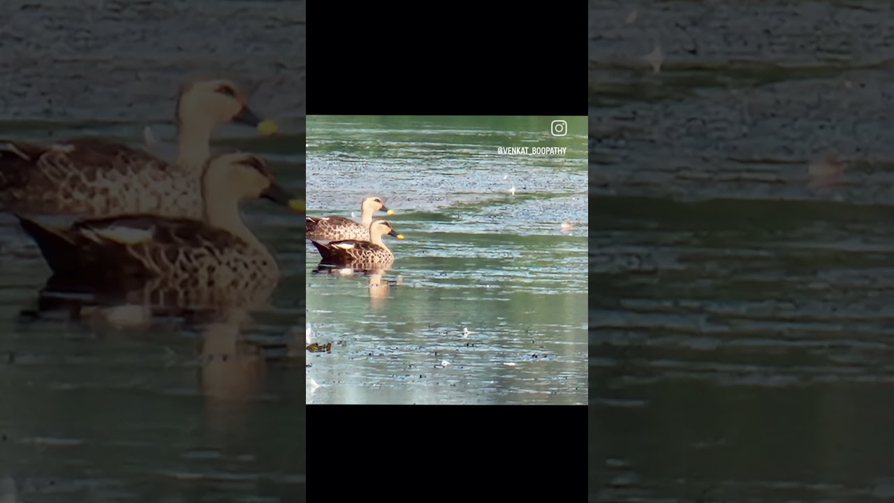 Lake Bird Photography, Birds in fly 