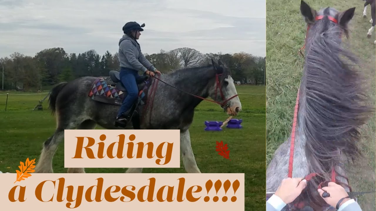 Riding a Clydesdale!!! ~ keep calm and ride horses