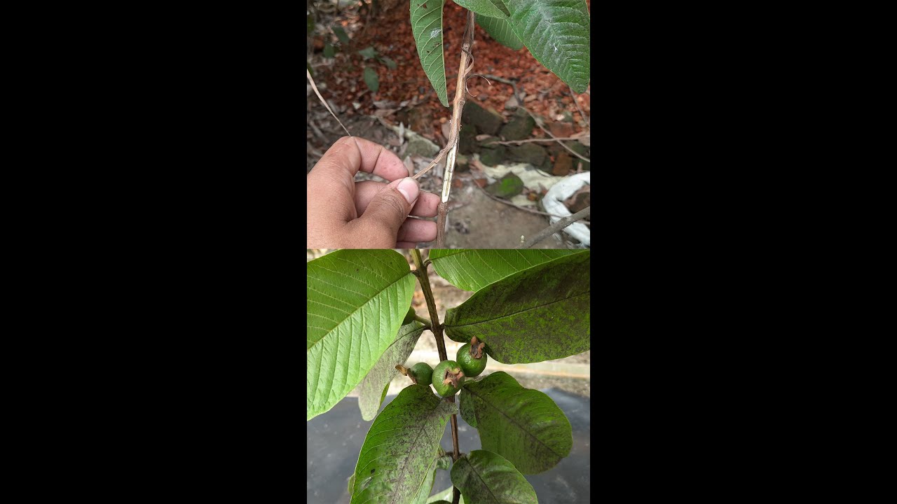 Best Method Extracting Very Much Root From Guava Plant In Water#Shorts