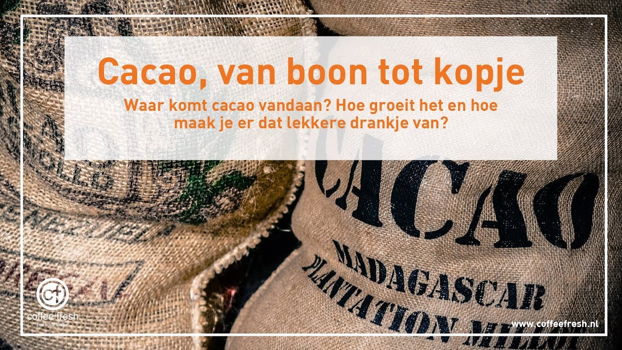 Cacao, de weg van boon tot kop