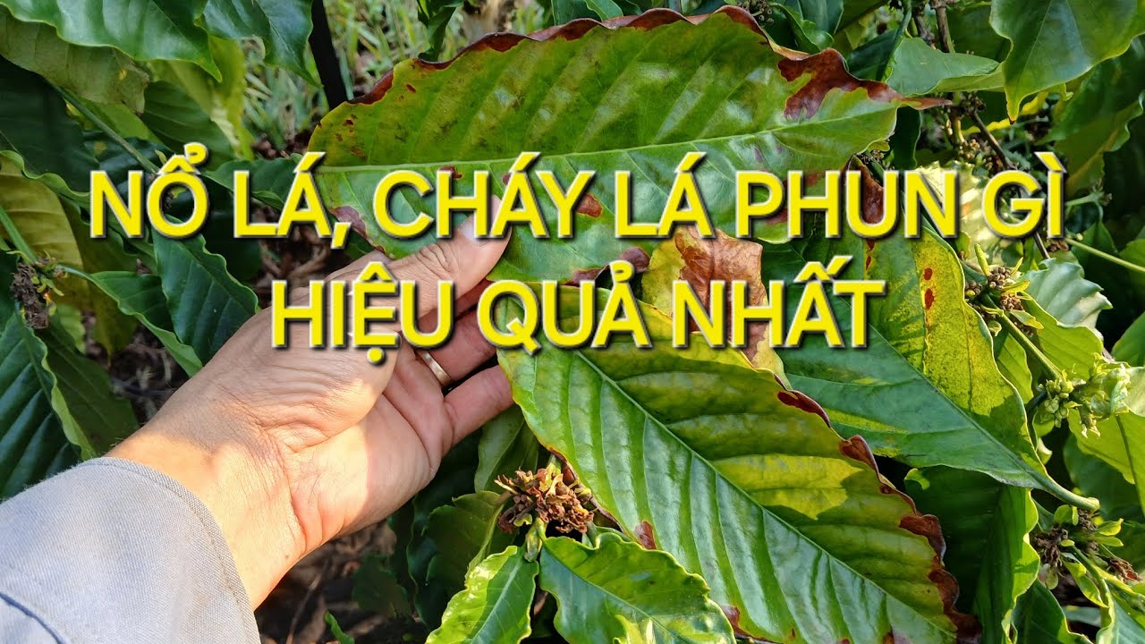 Cà phê bị cháy lá, nổ lá, phun thuốc gì hiệu quả? MV Nhân Trí