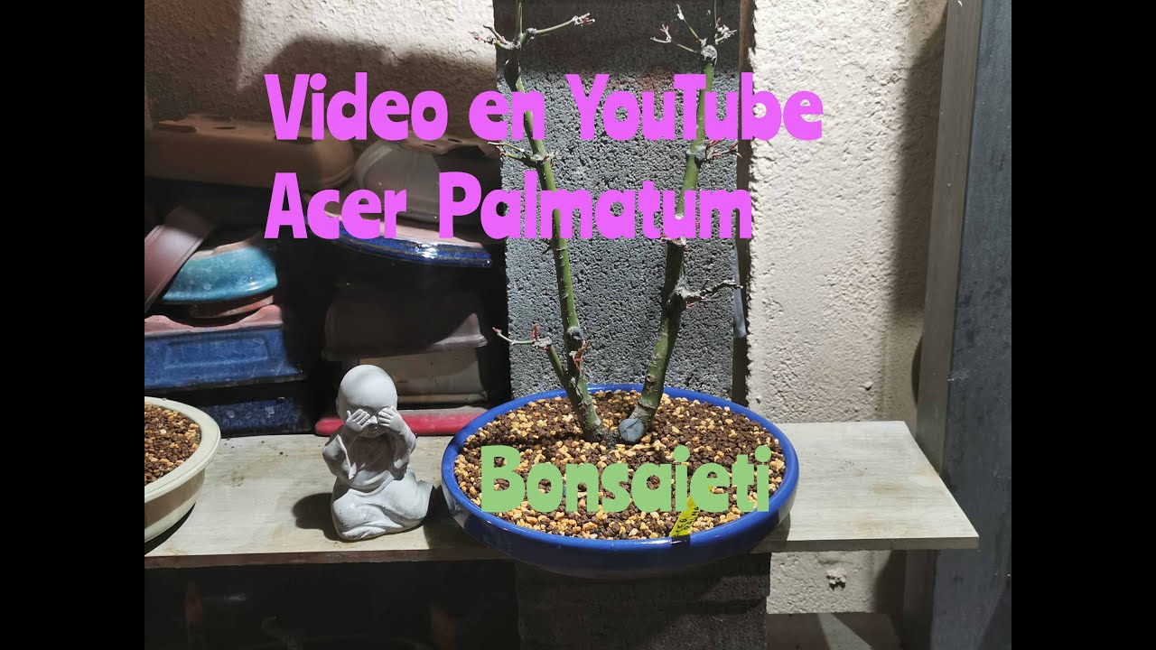 Transplante Acer Palmatum doble tronco[Maceta muy plana]