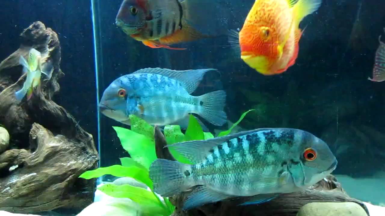 Hoplarchus psittacus