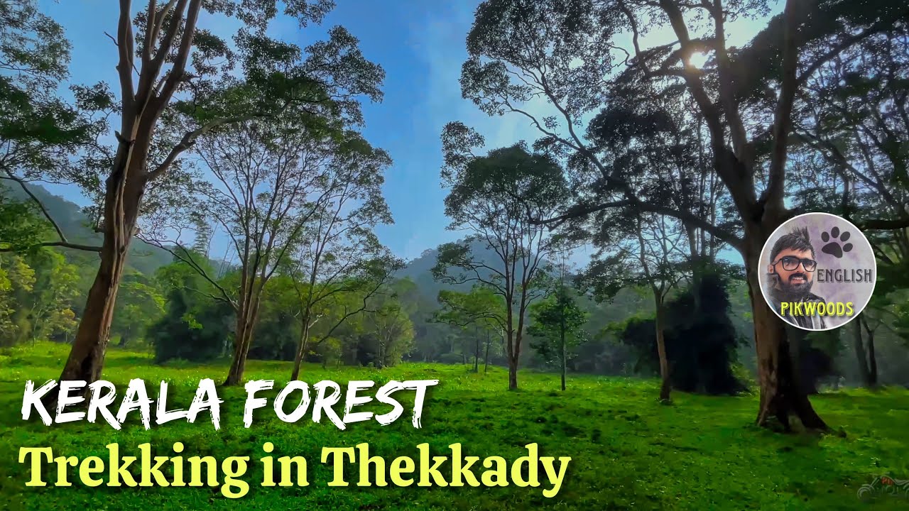 Halfday Trekking in Kerala Forest | Thekkady Bamboo Rafting English 4K