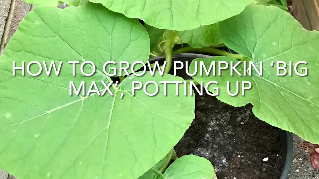 How To Grow Pumpkin &lsquo;Big Max&rsquo; Potting Up, Potting Pumpkins