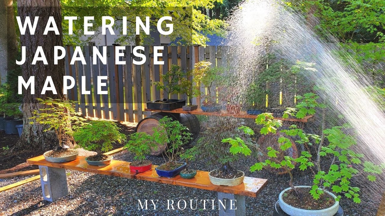 Watering Japanese Maple Bonsai, Cuttings, and Air layers