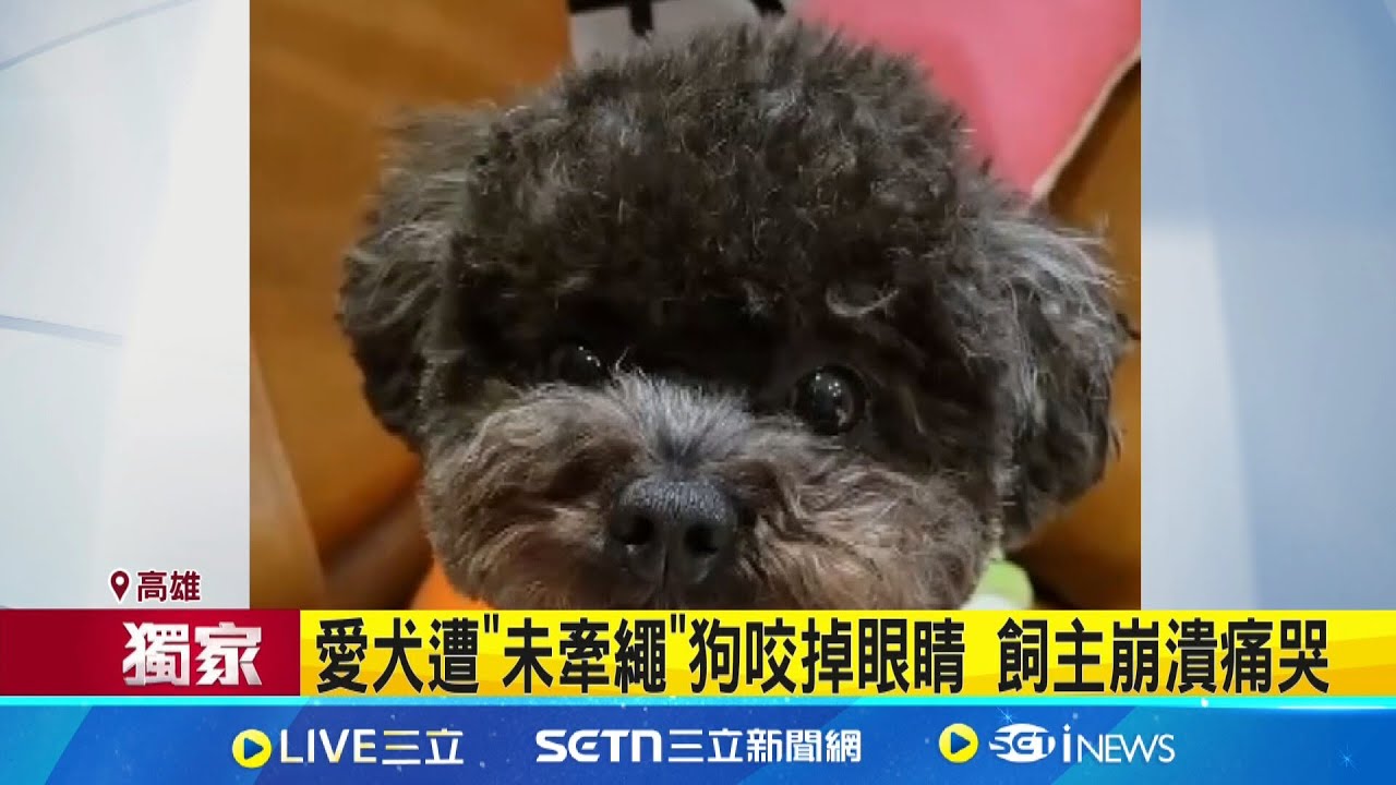 愛犬遭
